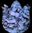 Hortensia-tulpvorm-AZ.JPG