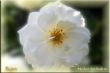 1348 witte roos lijst AZ.JPG